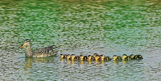 《弹球亿万富翁》销量突破10万 好评肉鸽物理规则娱乐